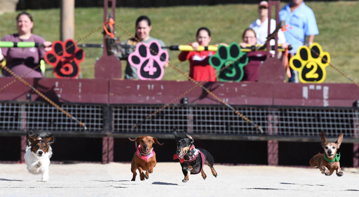 Weiner Fest 2017 36.jpg